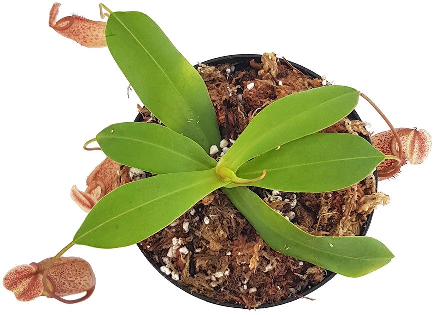 Nepenthes talangensis x sibuyanensis BE-3641