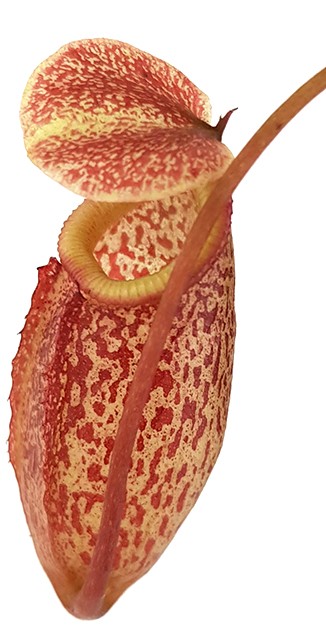 Nepenthes talangensis x sibuyanensis BE-3641