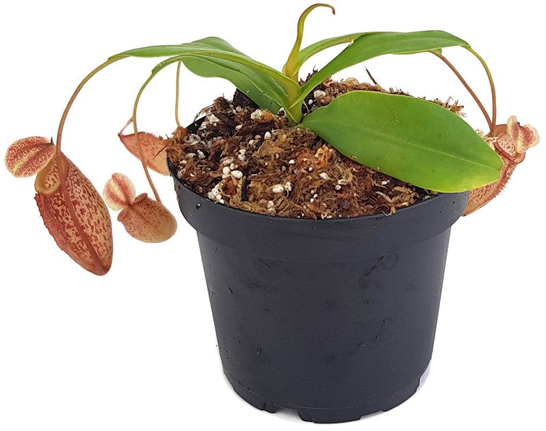 Nepenthes talangensis x sibuyanensis BE-3641