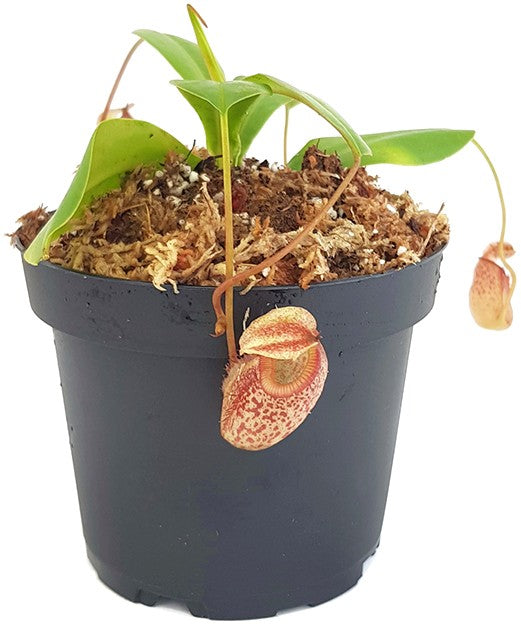 Nepenthes talangensis x sibuyanensis BE-3641