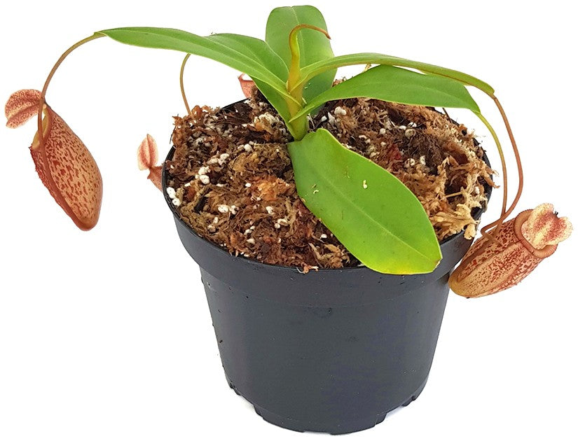 Nepenthes talangensis x sibuyanensis BE-3641