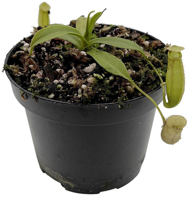 Nepenthes talangensis x spectabilis BE-4063