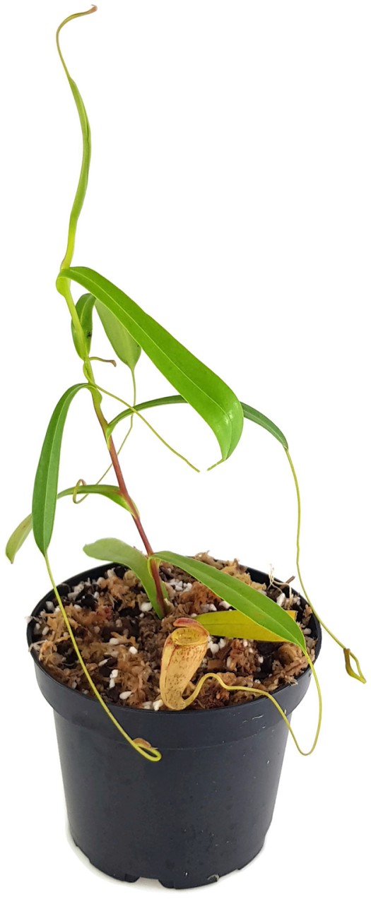 Nepenthes tenuis BE-4049