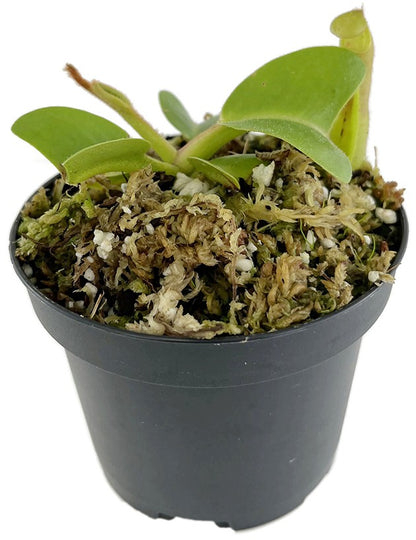 Nepenthes truncata BE-4001
