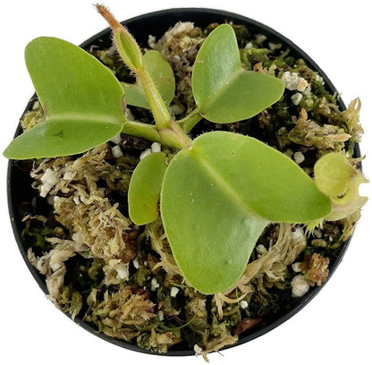 Nepenthes truncata BE-4001