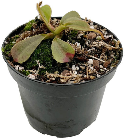 Nepenthes veitchii BE-4021