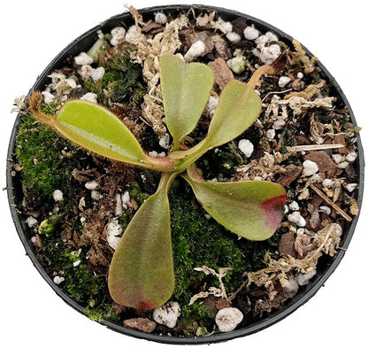 Nepenthes veitchii BE-4021