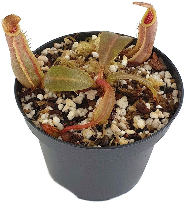 Nepenthes veitchii Bareohighland 2nd Grex BE-4033