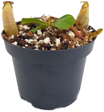 Nepenthes veitchii Bareohighland BE-3734