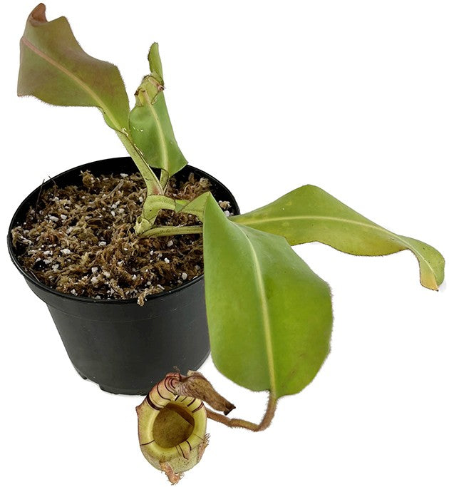 Nepenthes veitchii x burbidgeae BE-3756