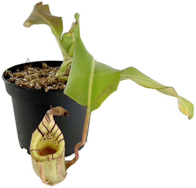 Nepenthes veitchii x burbidgeae BE-3756