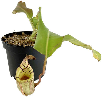 Nepenthes veitchii x burbidgeae BE-3756