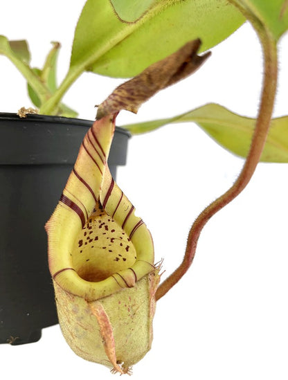 Nepenthes veitchii x burbidgeae BE-3756