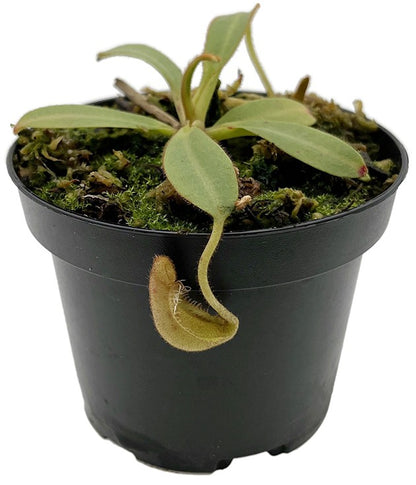 Nepenthes veitchii x (burbidgeae x edwardsiana) BE-4053