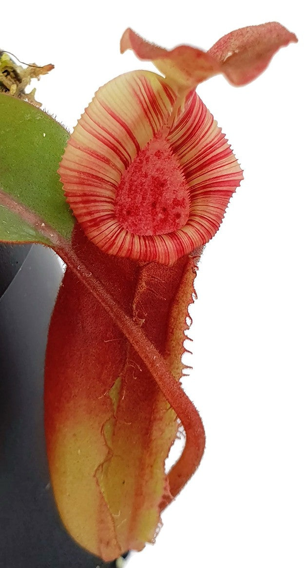 Nepenthes (veitchii x lowii) x (burbidgeae x edwardsiana) BE-3980