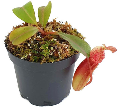 Nepenthes (veitchii x lowii) x (burbidgeae x edwardsiana) BE-3980