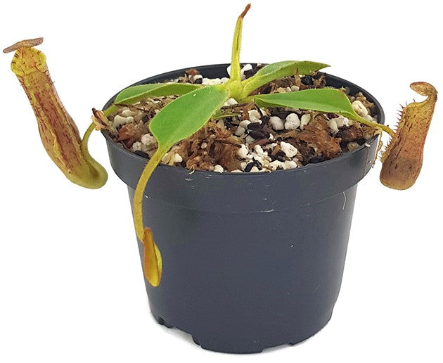 Nepenthes (veitchii x lowii) x platychila BE-3920