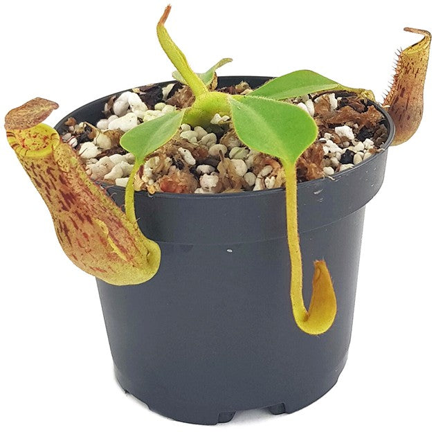 Nepenthes (veitchii x lowii) x platychila BE-3920