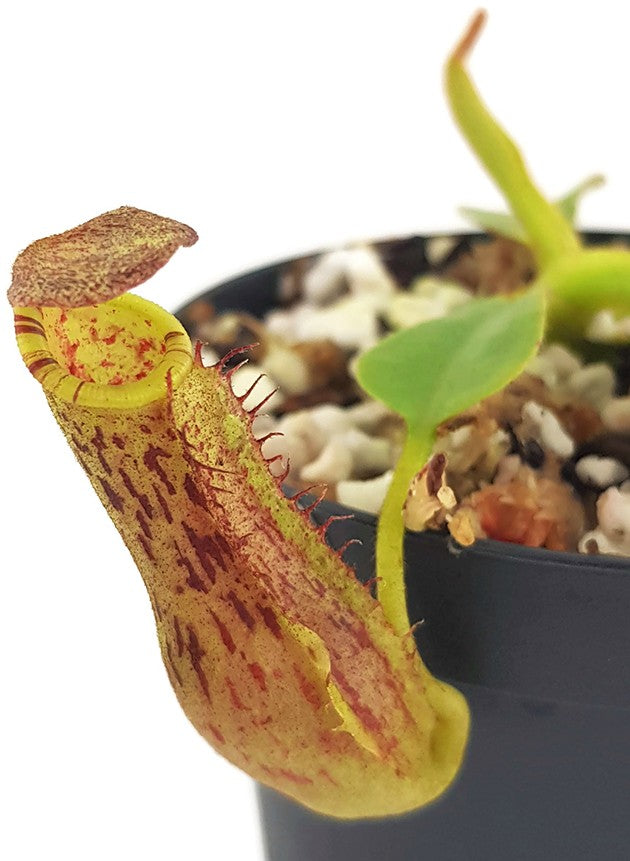 Nepenthes (veitchii x lowii) x platychila BE-3920