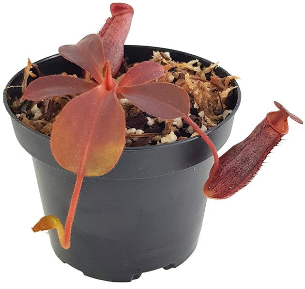 Nepenthes (veitchii x lowii) x spectabilis BE-3400