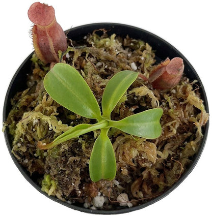 Nepenthes (veitchii x mira) x (burbidgeae x edwardsiana) BE-3992