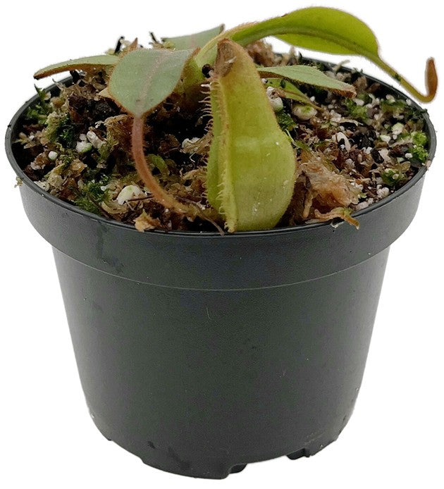 Nepenthes (veitchii x mira) x klossii BE-4548