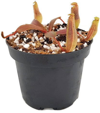 Nepenthes veitchii x platychila BE-3213