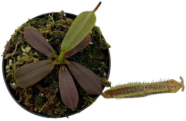 Nepenthes (veitchii x platychila) x platychila BE 4072