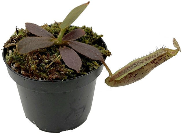 Nepenthes (veitchii x platychila) x platychila BE 4072