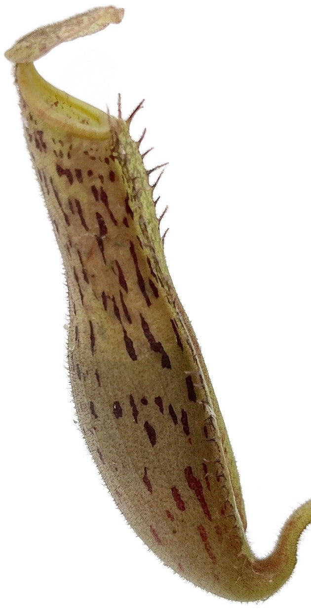 Nepenthes (veitchii x platychila) x platychila BE 4072