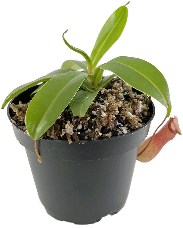 Nepenthes ventricosa BE-3772