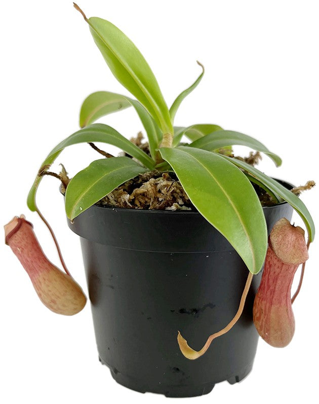 Nepenthes ventricosa BE-3772