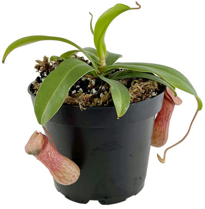 Nepenthes ventricosa BE-3772