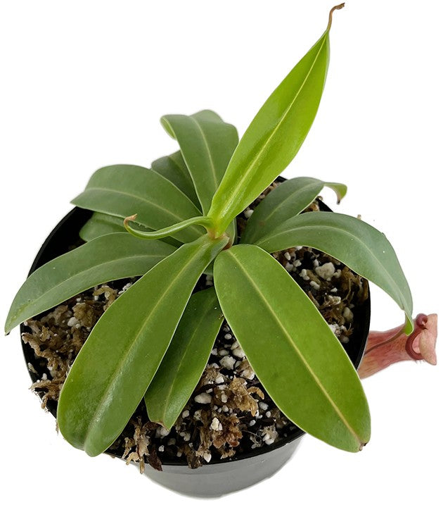 Nepenthes ventricosa BE-3772