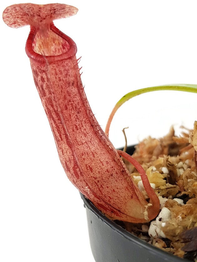 Nepenthes ventricosa x glandulifera BE-3401