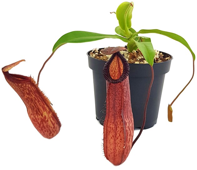 Nepenthes ventricosa x hamata BE-3672