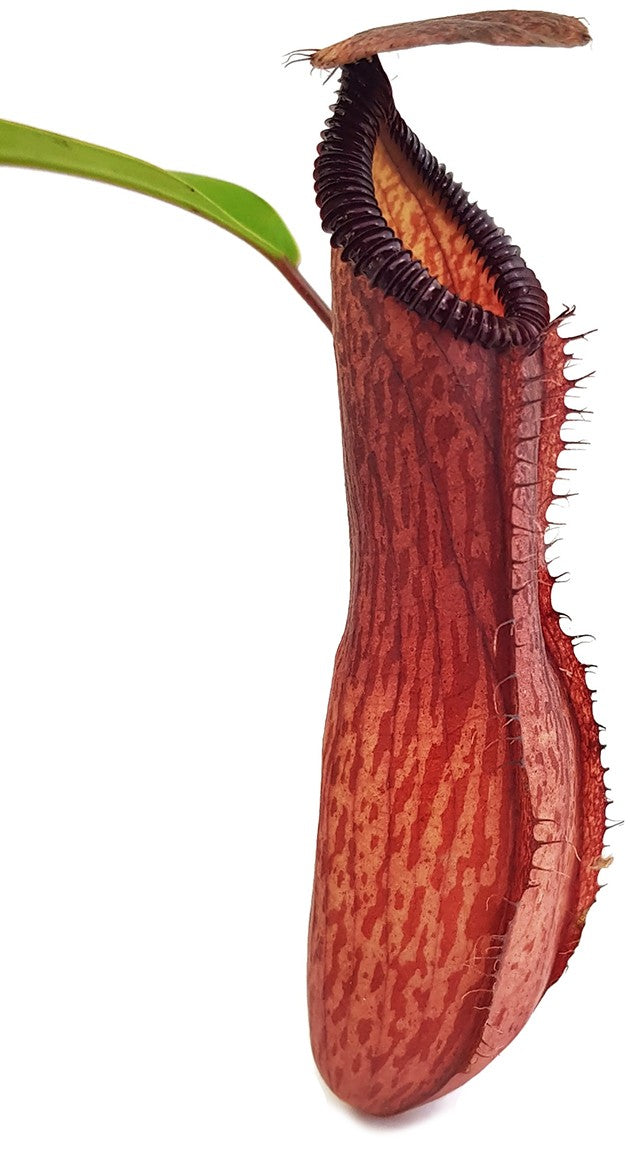 Nepenthes ventricosa x hamata BE-3672