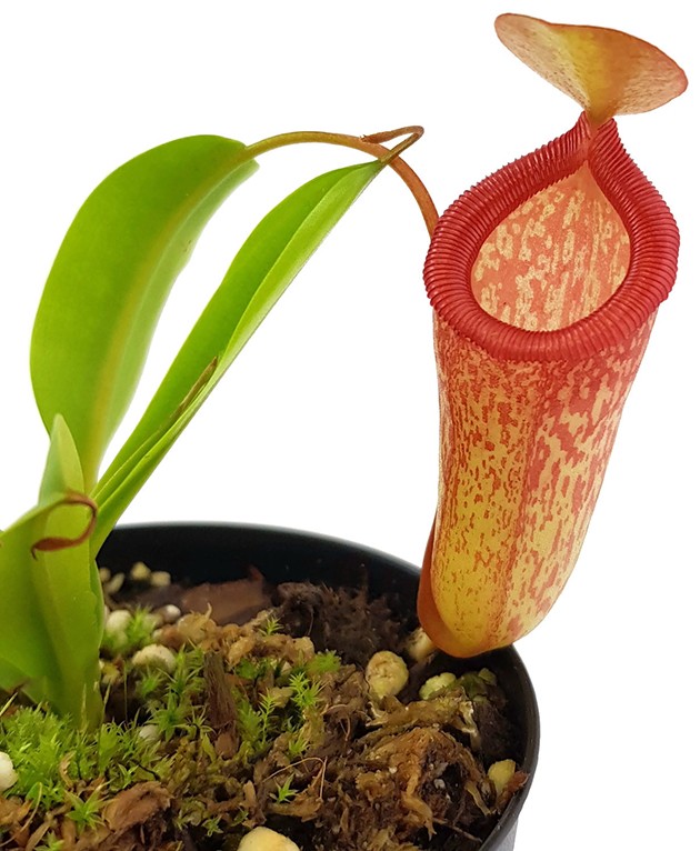 Nepenthes ventricosa x inermis