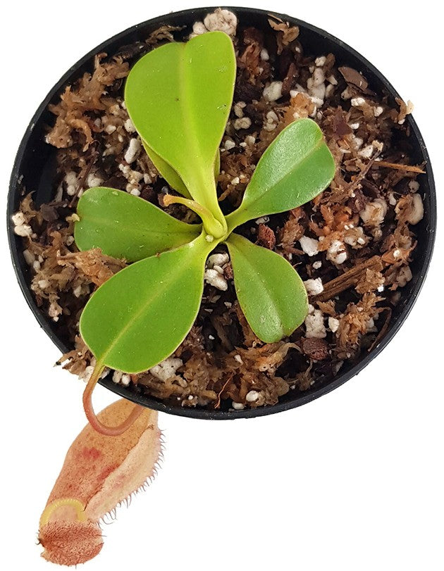 Nepenthes (ventricosa x sibuyanensis) x robcantleyi BE-4031