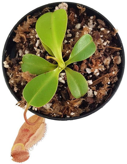 Nepenthes (ventricosa x sibuyanensis) x robcantleyi BE-4031