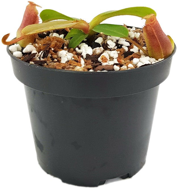 Nepenthes villosa x veitchii BE-4045