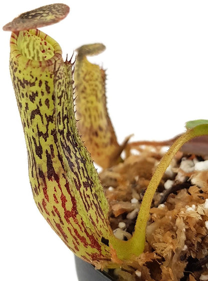 Nepenthes vogelii BE-3256