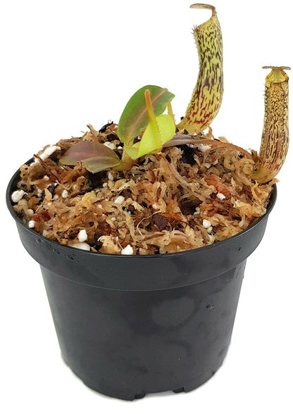 Nepenthes vogelii BE-3256