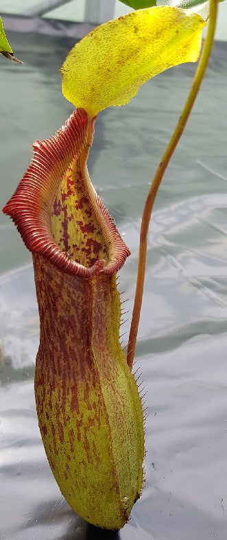 Nepenthes singalana x burkei BE-3878