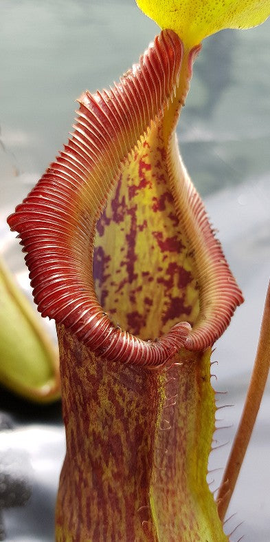 Nepenthes singalana x burkei BE-3878