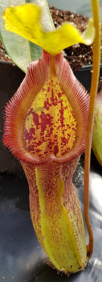 Nepenthes singalana x burkei BE-3878