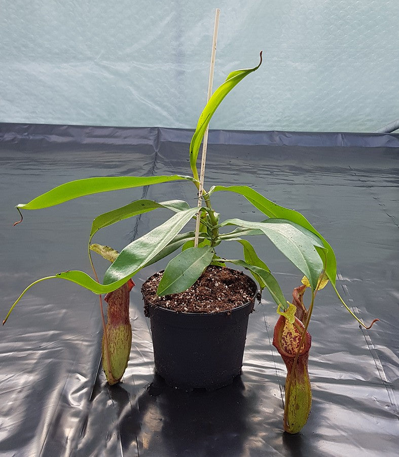 Nepenthes singalana x burkei BE-3878