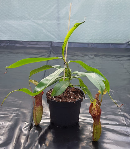 Nepenthes singalana x burkei BE-3878