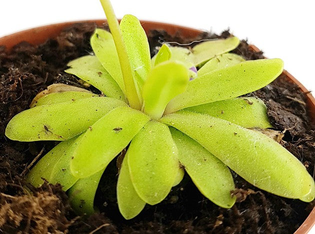 Pinguicula Anna zierliches Fettkraut