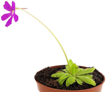 Pinguicula Anna zierliches Fettkraut